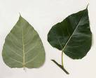 Black poplar leaf