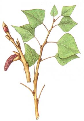 populus pyramidalis leaf