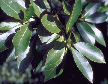 Laurus azorica
