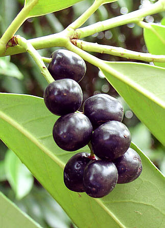 laurocerasus officinalis
