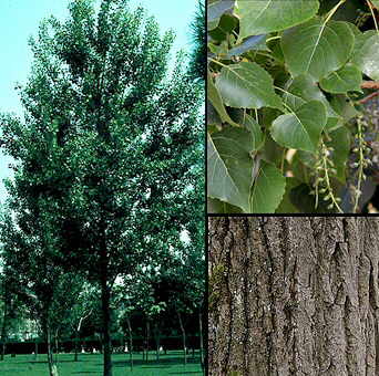 Populus nigra 