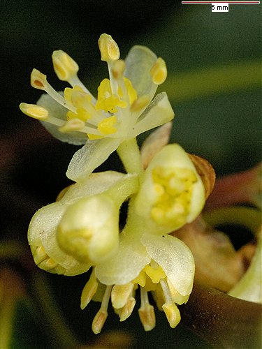 laurus_nobilis flower
