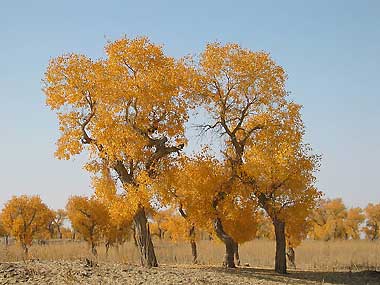 POPULUS EUPHRATICA