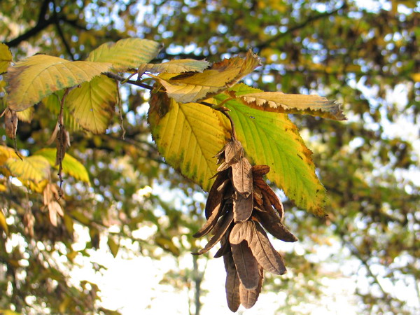 Hornbeam bough