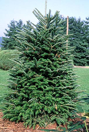 Picea Abies