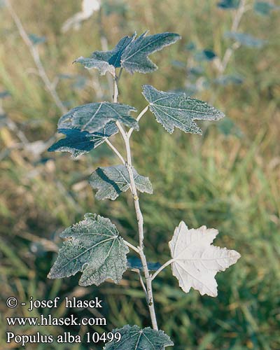 Populus alba bough