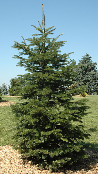 ABIES NORDMAN