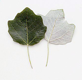 Grey Poplar leaf