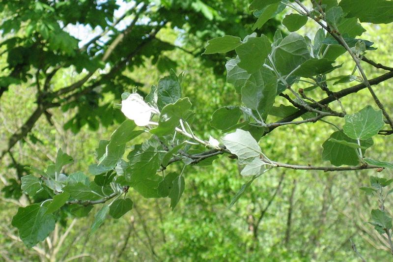 Populus_alba_branch