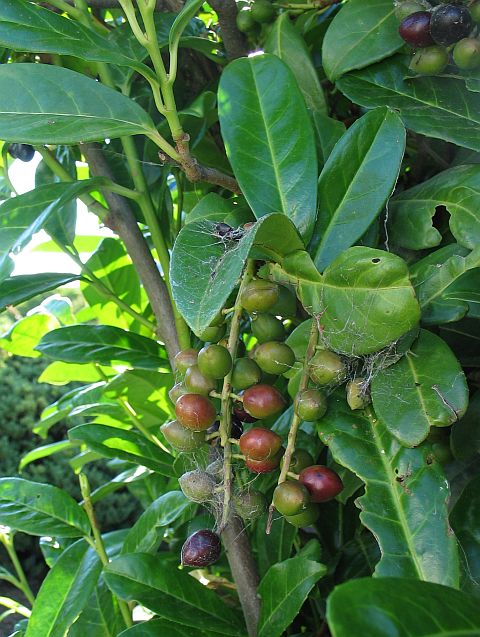 laurocerasus