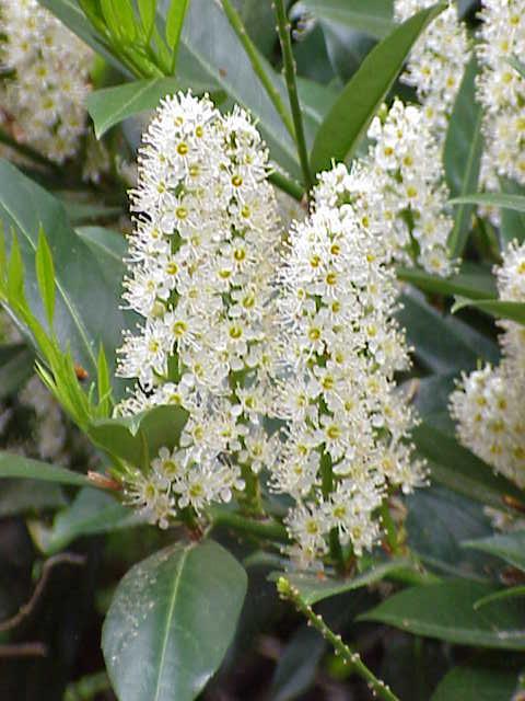 Prunus laurocerasus flowers