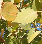 Populus euphratica leaf