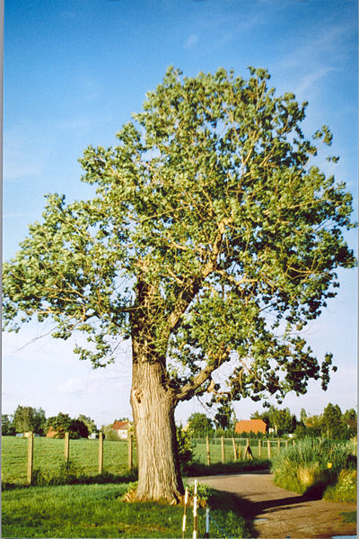 Hybrid populus (poplar)