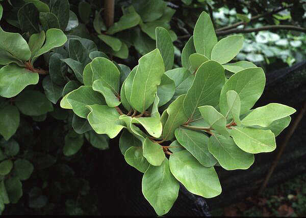 Laurus_azorica