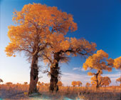 autumn view of populus eupratica