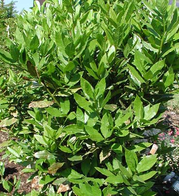laurus_nobilis tree