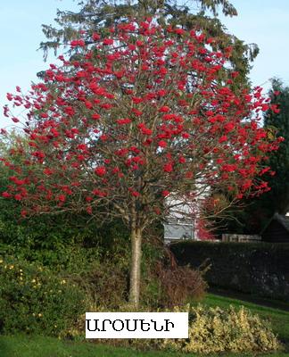 Sorbus aucuparia tree
