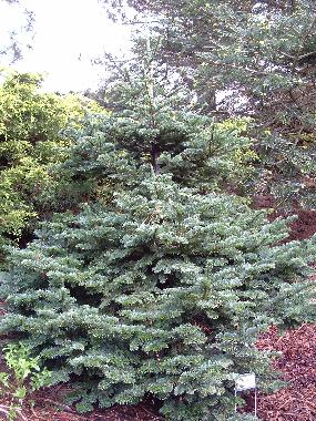 Abies procera