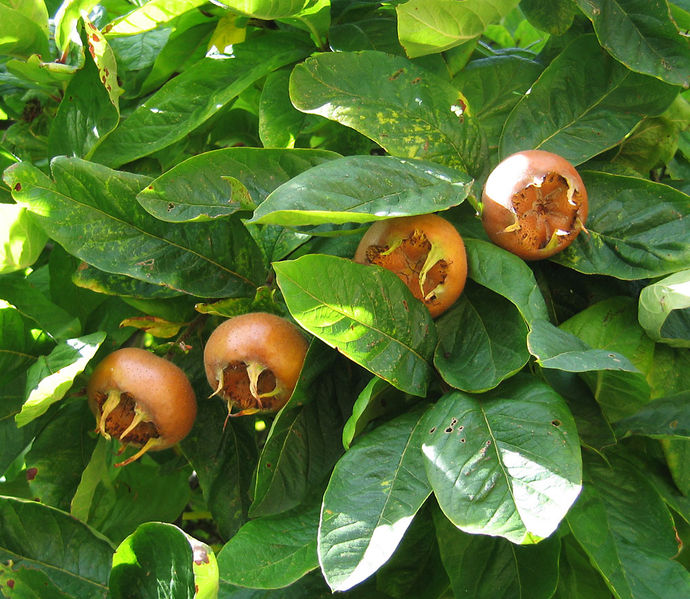 mespilus