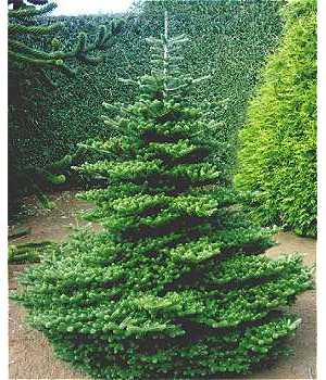 abies koreana