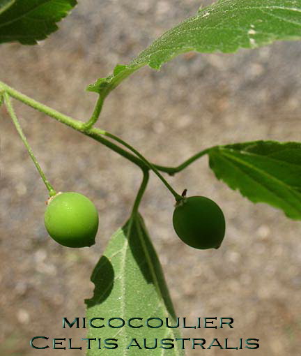 micocoulier