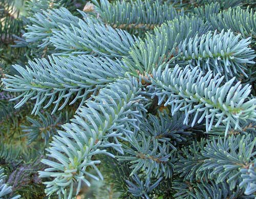 Picea-pungens