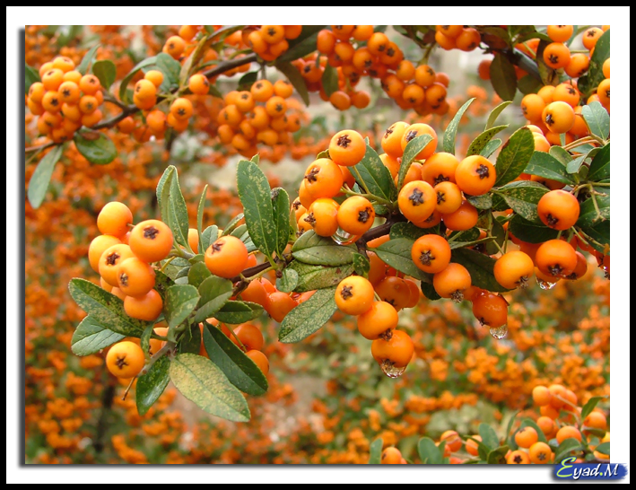 ալոճ-haw-زعرو