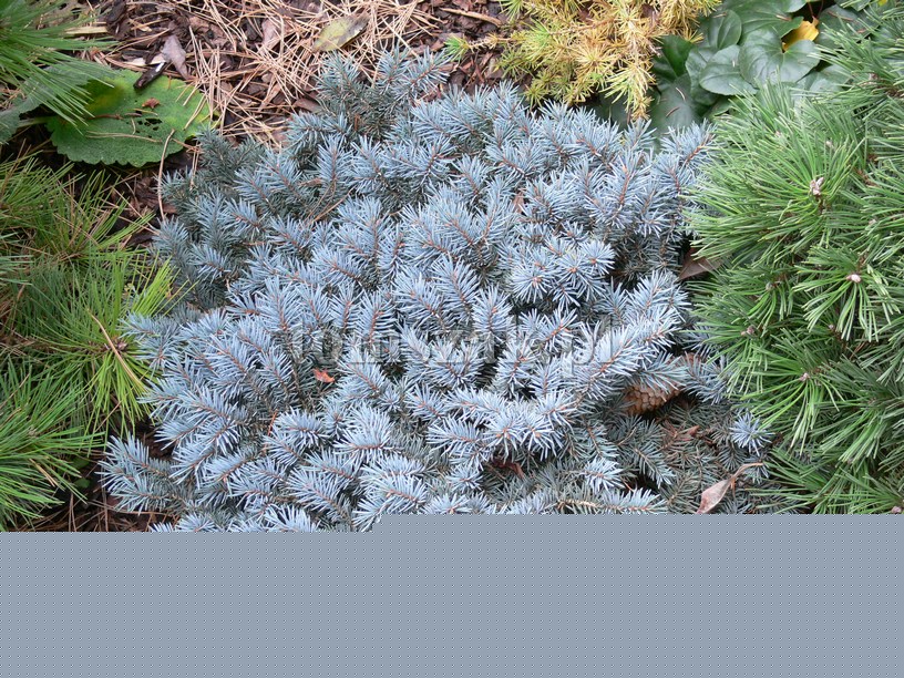 Picea pungens