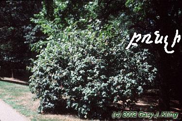 http://hyeforum.com/index.php?autocom=gallery&req=si&amp