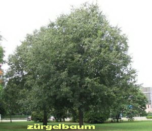 zürgelbaum