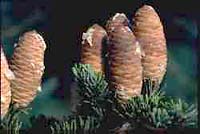 Abies sibirica