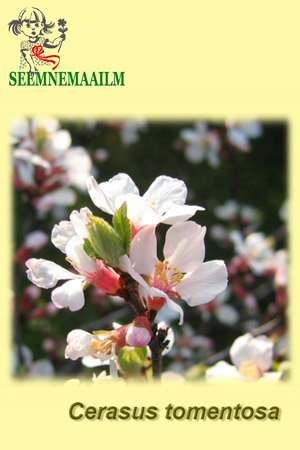 cerasus tomentosa flowers