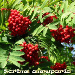 Sorbus aucuparia