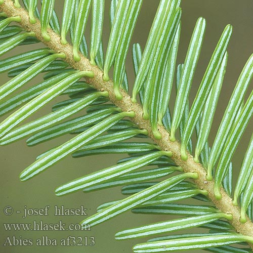 ABIES ALBA