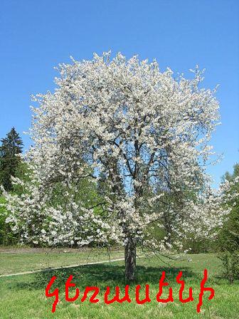 Cerasus