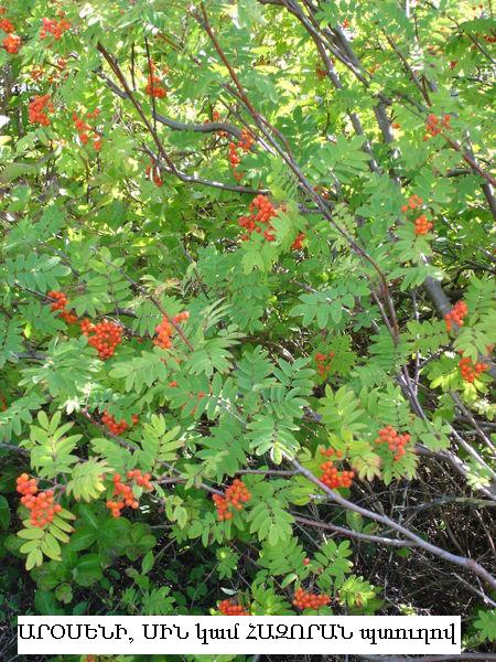 Sorbus
