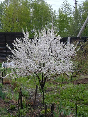 cerasus tomentosa tree
