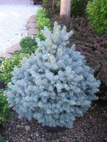 Picea Pungens