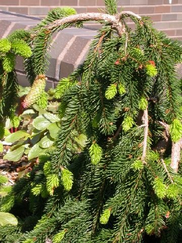 Picea abies