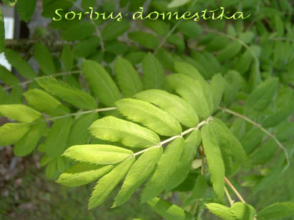 Sorbus domestika