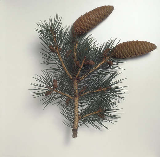 Picea himalayan