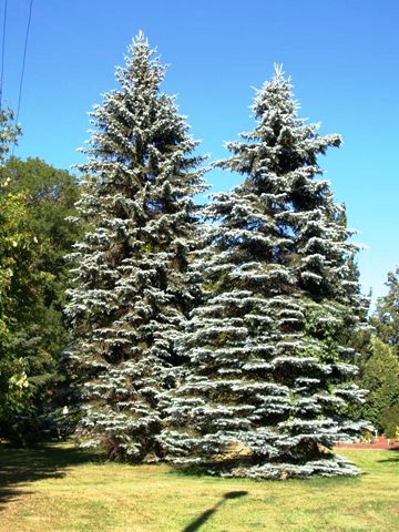 picea_pungens_glauca1