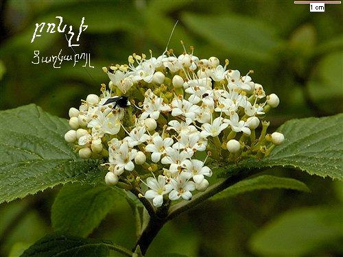 viburnum lantana