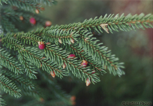 picea abies