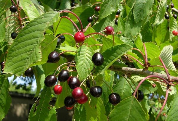 cerasus avium