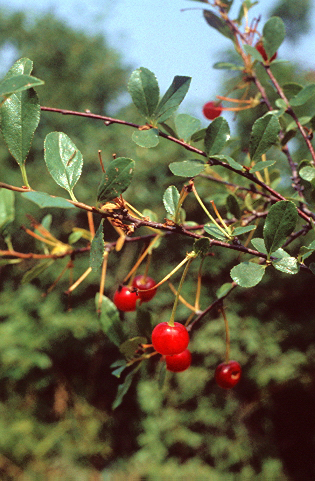 cerasus fruticosa
