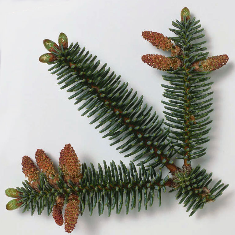 Spanish abies