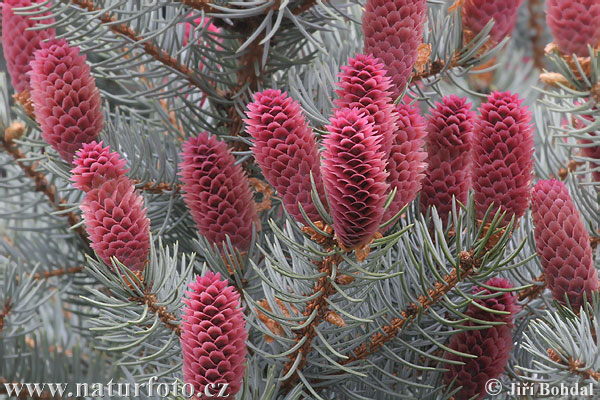picea-pungens-glauca-
