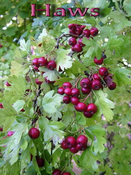 ԱԼՈՃ