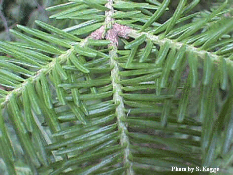 Abies_balsamea